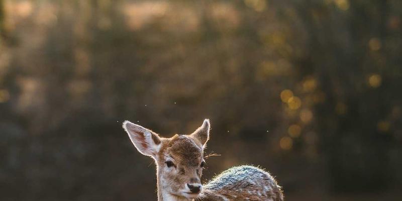 从数据结构到持续部署：利用GitHub Actions实现技术博客的自动化工作流