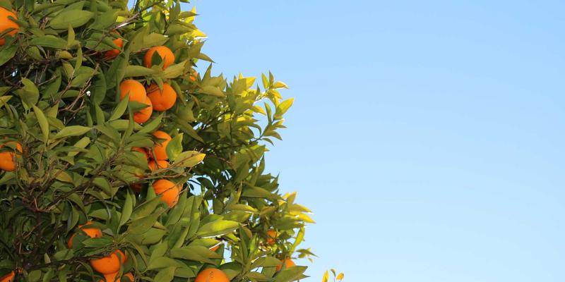 技术博客全球化：多语言内容管理策略与高效翻译协作流程指南