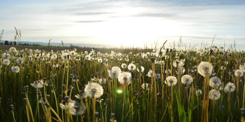 技术博客写作技巧：如何写出清晰易懂的算法文档与知识分享