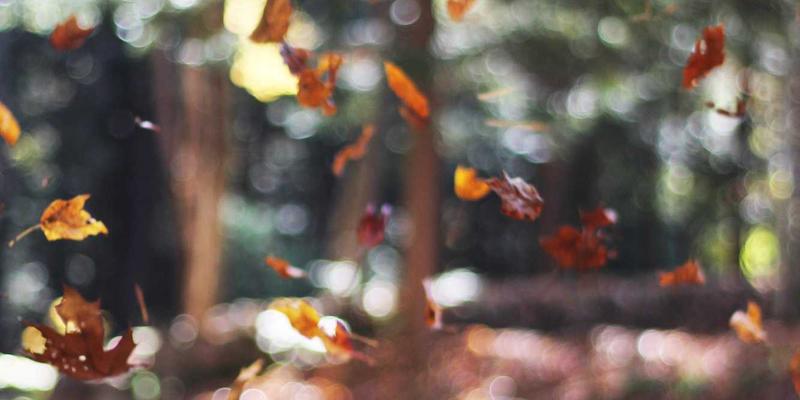 技术博客的搜索功能实现：基于Elasticsearch或Meilisearch的全文检索