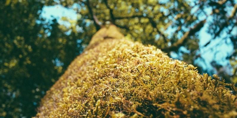 算法在软件开发中的核心应用：从理论到实践的编程教程